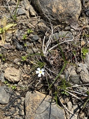 Primula mistassinica