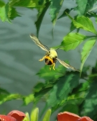 Hymenoptera