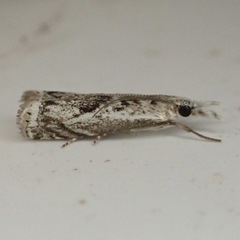 Microcrambus kimballi