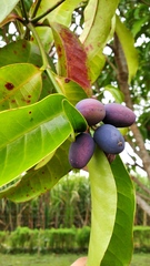 Kopsia arborea