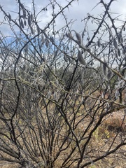Vachellia stuhlmannii