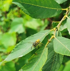 Vespula vulgaris