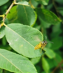 Vespula vulgaris