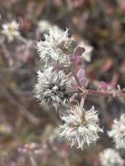 Leucosphaera bainesii