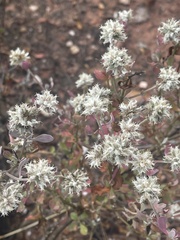 Leucosphaera bainesii