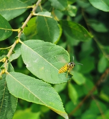 Vespula vulgaris