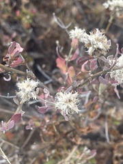 Leucosphaera bainesii