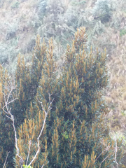 Miconia salicifolia