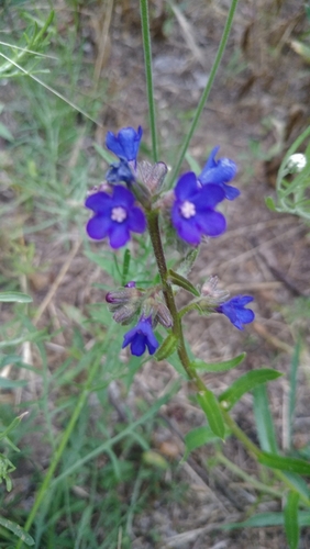 Anchusa gmelinii (Anchusa gmelinii)