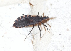 Triatoma gerstaeckeri