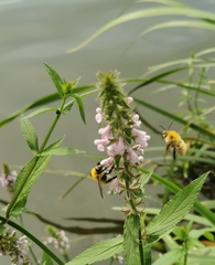 Bombus pascuorum