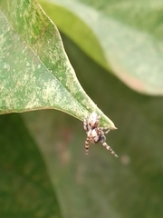 Metaphidippus chera