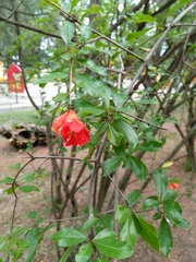 Punica