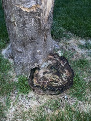 Fungi