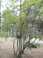 Punica