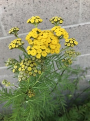 Tanacetum vulgare