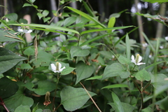 Houttuynia cordata