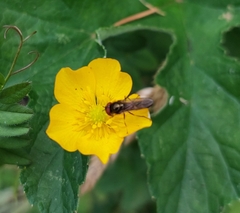 Platycheirus albimanus