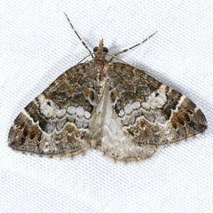 Dysstroma mancipata