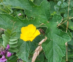 Platycheirus albimanus