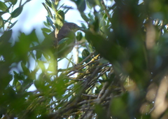 Curruca melanocephala