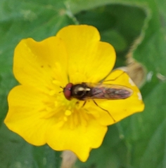 Platycheirus albimanus