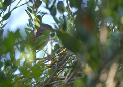 Curruca melanocephala