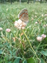 Polyommatus icarus