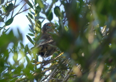 Curruca melanocephala
