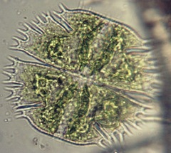 Micrasterias truncata