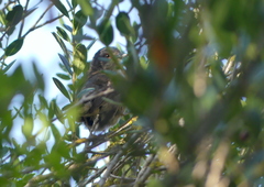Curruca melanocephala