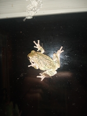 Hyla versicolor