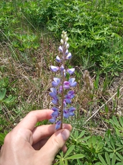 Lupinus perennis