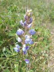 Lupinus perennis