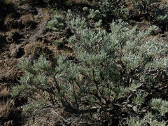 Artemisia rigida