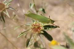 Acrometopa macropoda