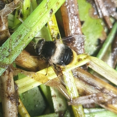 Eristalis oestracea
