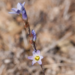 Ixia marginifolia