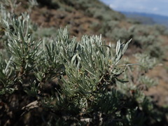 Artemisia rigida