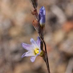 Ixia marginifolia