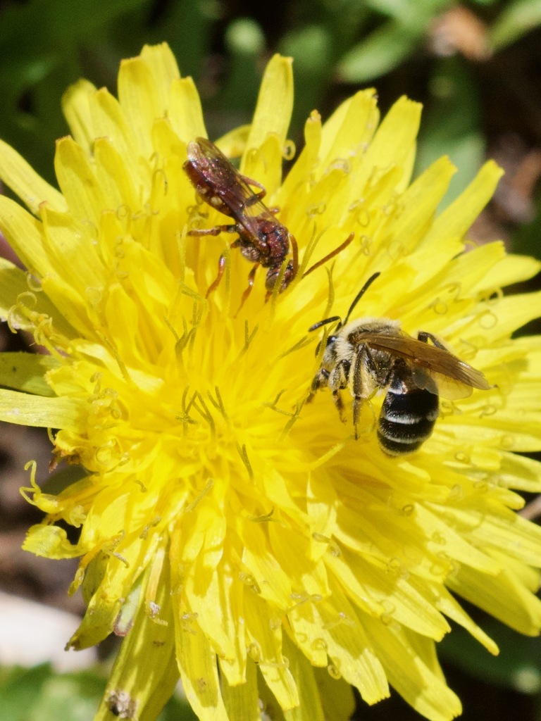 Nomad Bees from Dawes, Nebraska, United States on June 03, 2022 at 10