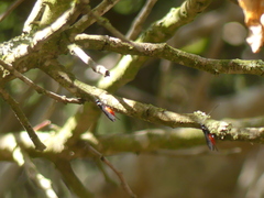 Iphiaulax