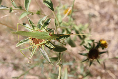 Acrometopa macropoda