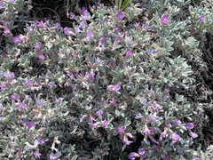 Astragalus barrii