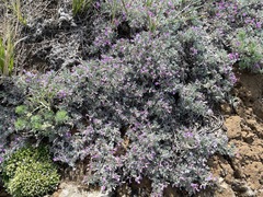 Astragalus barrii