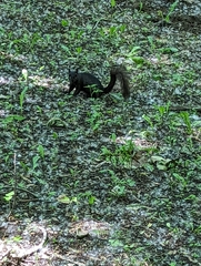Sciurus carolinensis