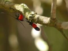 Iphiaulax