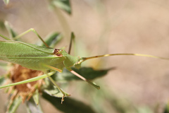Acrometopa macropoda