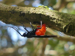 Iphiaulax