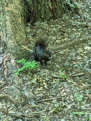 Sciurus carolinensis